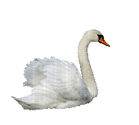 a white swan with an orange beak on a white background with picmix written on it