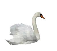 a white swan with an orange beak on a white background with picmix written on it