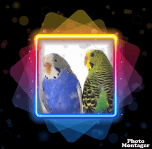 Australian Parakeets GIF