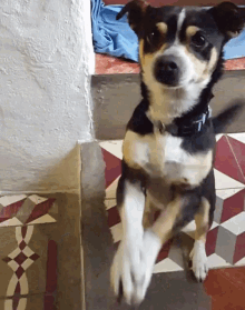 Dog Pet GIF - Dog Pet Waggling Tail GIFs