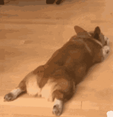 But Doggy GIF - But Doggy Cute GIFs