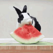 Watermelon Bunny GIF