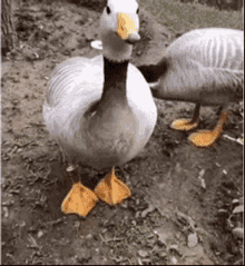 Cute Duck GIF - Cute Duck Feet GIFs