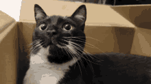 Wink Cat GIF - Wink Cat Tuxedo Cat GIFs