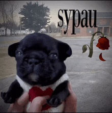 a black puppy is being held by a person with the word sypaw written on the bottom