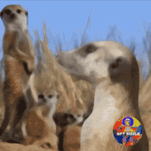Meerkat Mongoose GIF - Meerkat Mongoose Suricata Suricatta GIFs