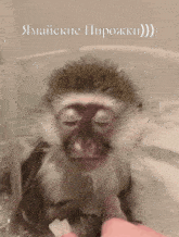 бибизяна бибизяны GIF - бибизяна бибизяны обезьяна GIFs
