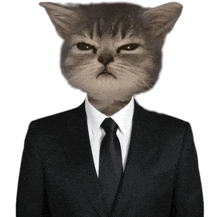 a cat is wearing a suit and tie with an angry look on its face