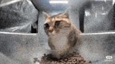 Hello Street Cat Cat Eating GIF - Hello Street Cat Cat Eating Mr Fresh GIFs