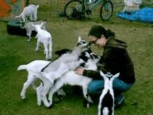 Goats Vs. Human GIF - Dog Puppy Walk GIFs