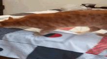 Cat Zoom GIF - Cat Zoom Clueless GIFs