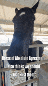 a horse behind a fence that says horse of absolute agreement