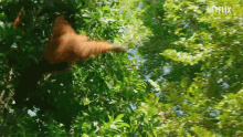 orangutan failure try to reach our planet netflix