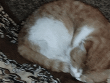 My Cat GIF - My Cat GIFs
