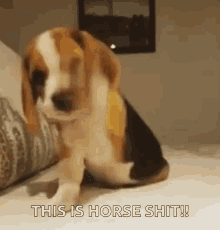 Beagle Horse Shit GIF - Beagle Horse Shit Funny Animals GIFs