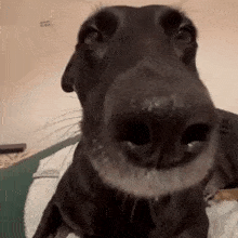a close up of a dog 's nose making a funny face while looking at the camera .