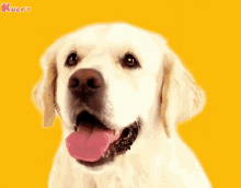 Snupi Dog GIF - Snupi Dog Kukka GIFs