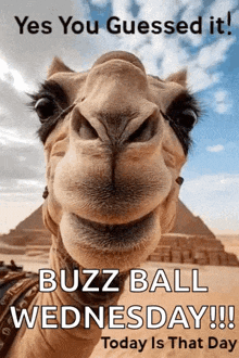 a close up of a camel 's face with a pyramid in the background