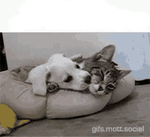 Amor Love GIF - Amor Love Dog And Cat GIFs