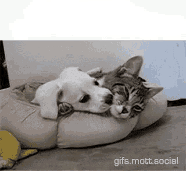 Amor Love GIF - Amor Love Dog And Cat - Discover & Share GIFs