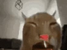 a close up of a cat with a red nose and horns .