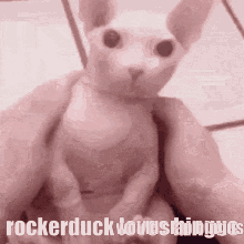 Rockerduck Duck World GIF - Rockerduck Duck World Bingus GIFs