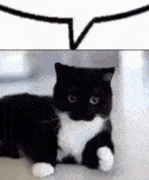 Maxwell Cat коток коробок GIF - Maxwell Cat коток коробок игорь думает о женщинах GIFs