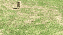 dog adorable big stick green grass outside