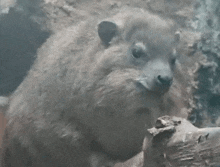 a close up of a squirrel looking at something