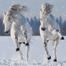 horse snow frozen white horse