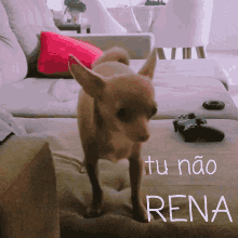 Chihuahua Jimiro GIF - Chihuahua Jimiro Rena GIFs
