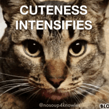 Cuteness Intensifies Cute GIF - Cuteness Intensifies Cute Cat GIFs