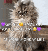 Work Cat GIF - Work Cat Monday GIFs