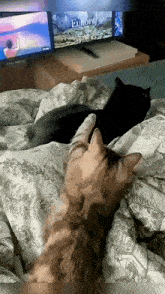 Cats Slap Bed GIF - Cats Slap Bed GIFs