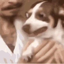 Scared Scared Dog GIF
