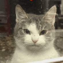 a gray and white cat looking at the camera through a glass window