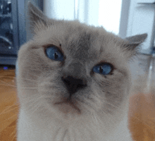 a close up of a cat with blue eyes