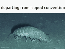 a picture of a bug with the words departing from isopod convention