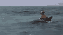 Dolphin Dog Riding Dolphin GIF