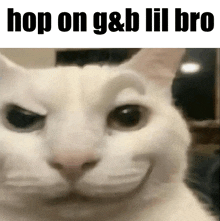 a close up of a white cat with the words hop on g & b lil bro