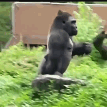angry silverback gorilla fighting