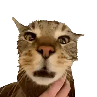 a close up of a cat looking at the camera