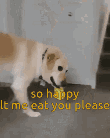 So Happy Let Me Eat You Please GIF - So Happy Let Me Eat You Please Dog GIFs