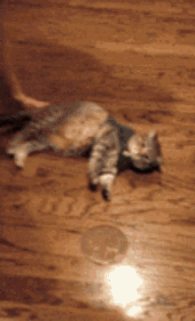Cat Too Tired GIF - Cat Too Tired Lazy GIFs