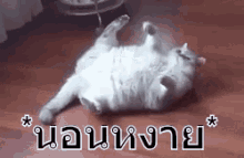 หงาย นอนหงาย แมว กลิ้ง GIF - Supine Cat Relax GIFs