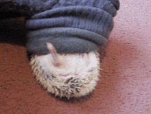 a close up of a hedgehog laying on its back