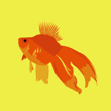 Julia Chamarelli Golden Fish GIF - Julia Chamarelli Golden Fish Fish GIFs