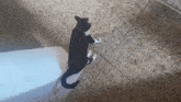 a black and white cat standing on its hind legs on a tile floor
