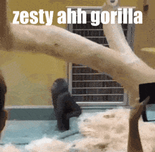 zesty gorilla monkey ape ahh