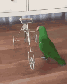 Parrot Diving GIF - Parrot Diving Cycle GIFs